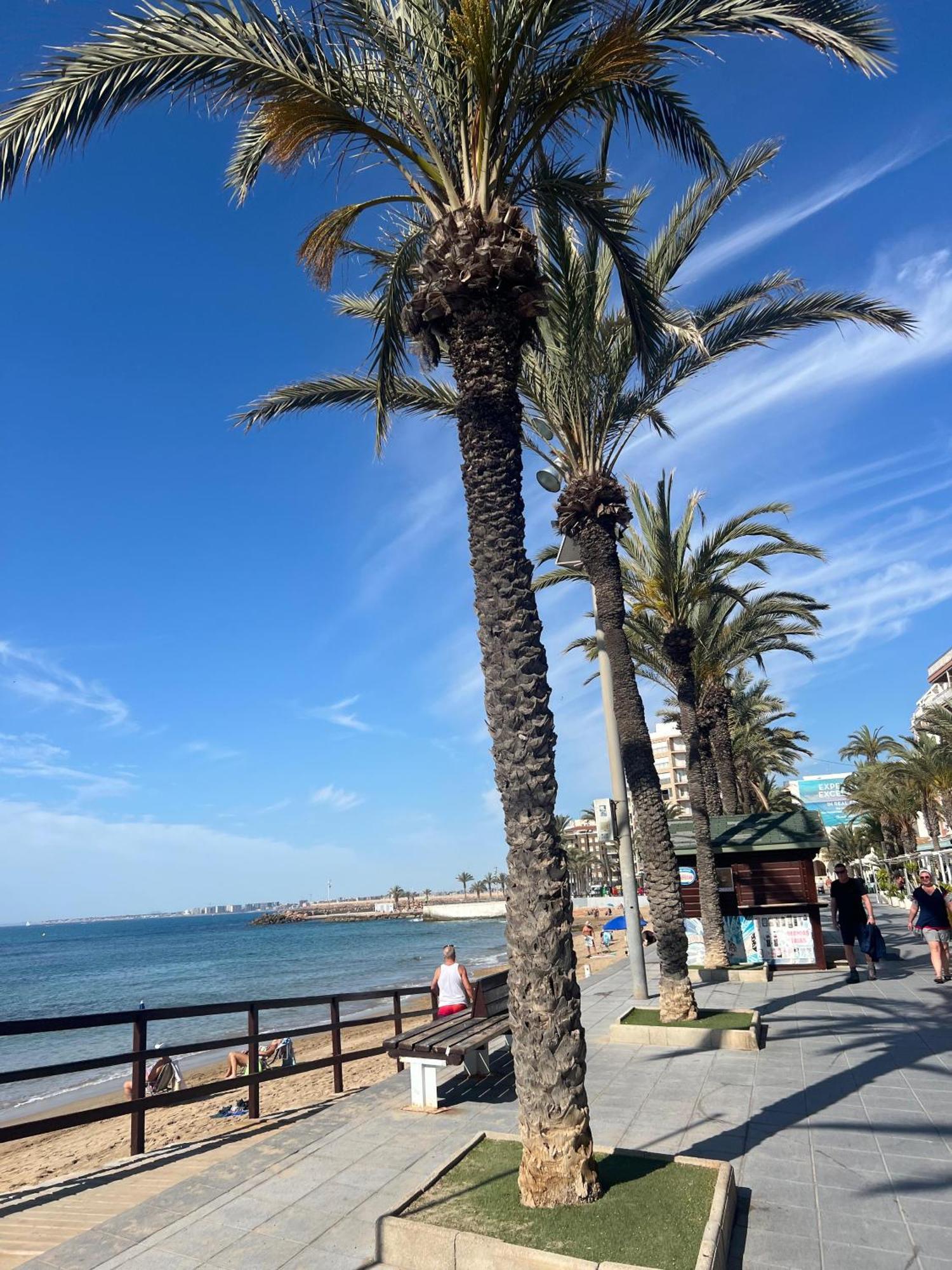 Appartement Torrevieja Alicante 外观 照片